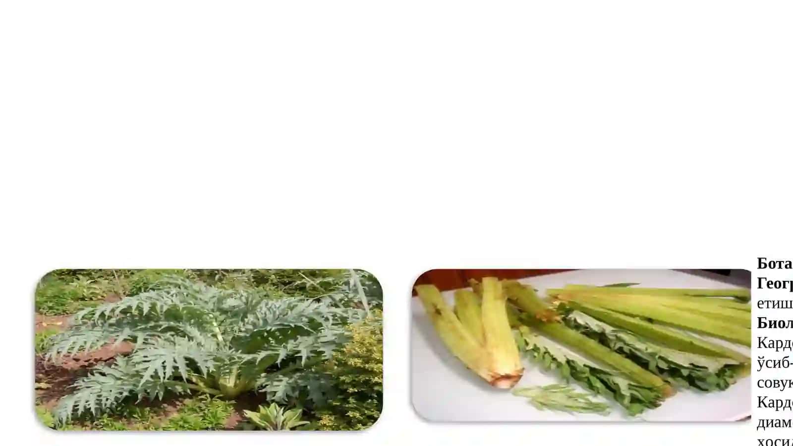 Маъруза-3. КАРДОН, КОЛЬРАБИ, КОТОВНИК ўсимликларни етиштириш тартиби ва дориворлик хусусиятлари 2
