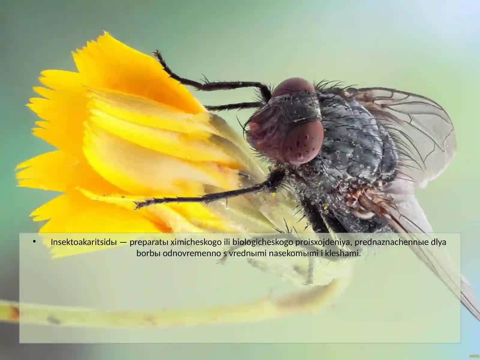 Insektoakaritsidlar va rodentsidlar xarakteristikasi 2