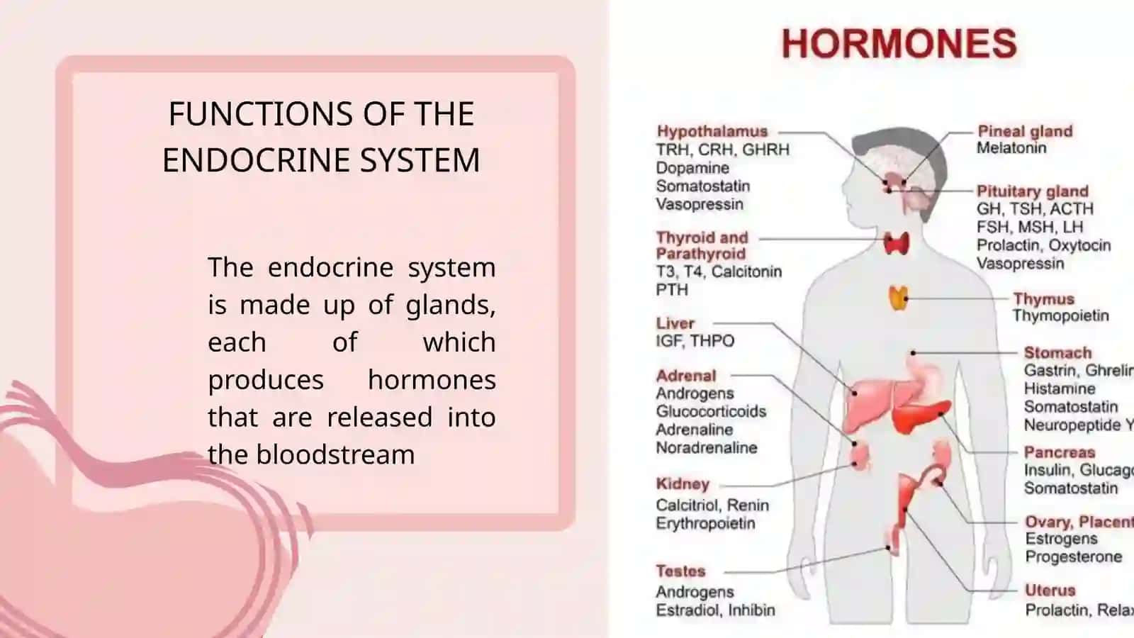 ENDOCRINE SYSTEM 2