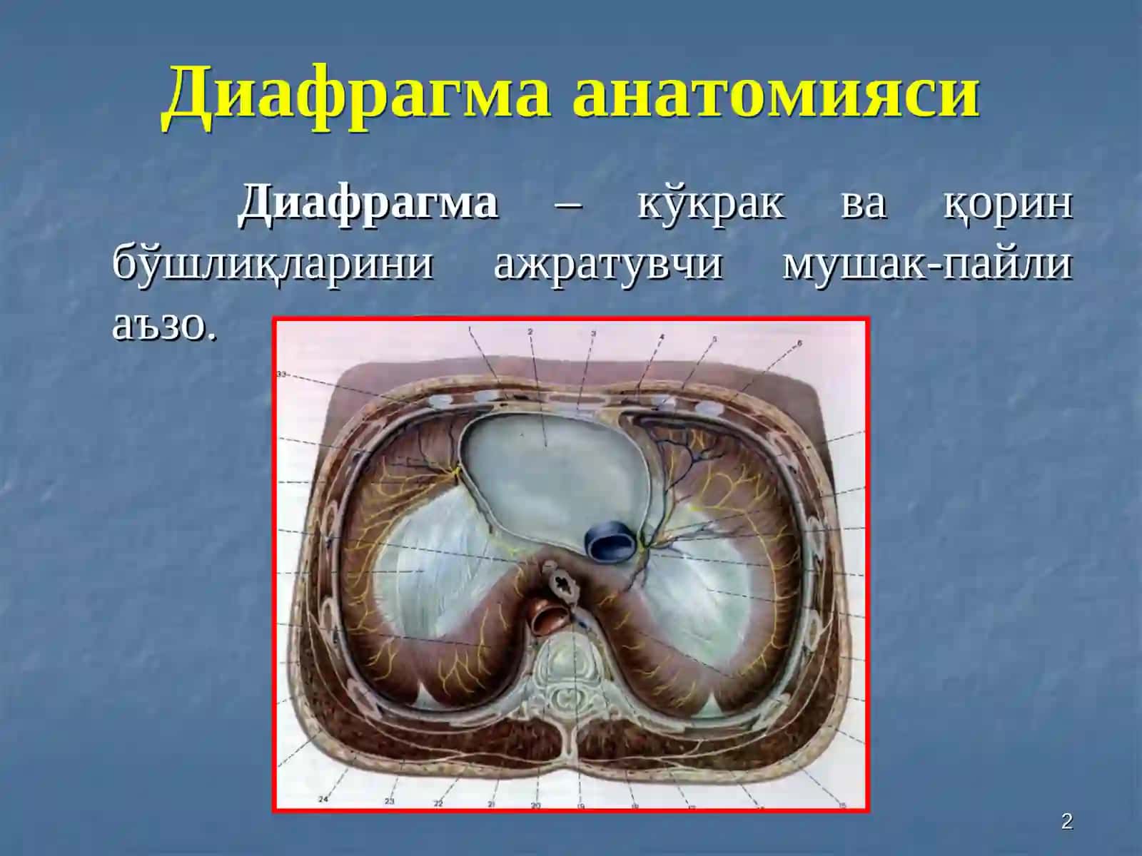 Диафрагма ва кўкс оралиғи касалликлари 2