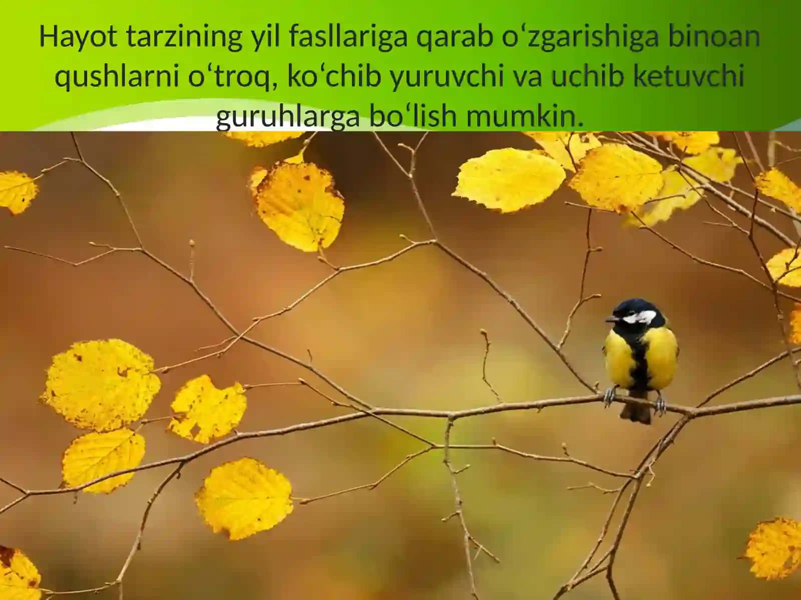 7-sinf Zoologiya 'Qushlarning mavsumiy hodisalarga moslashishi' ko'rgazma 2