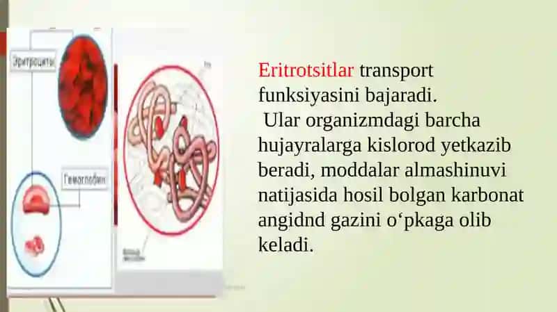 Eritrotsitlar 2