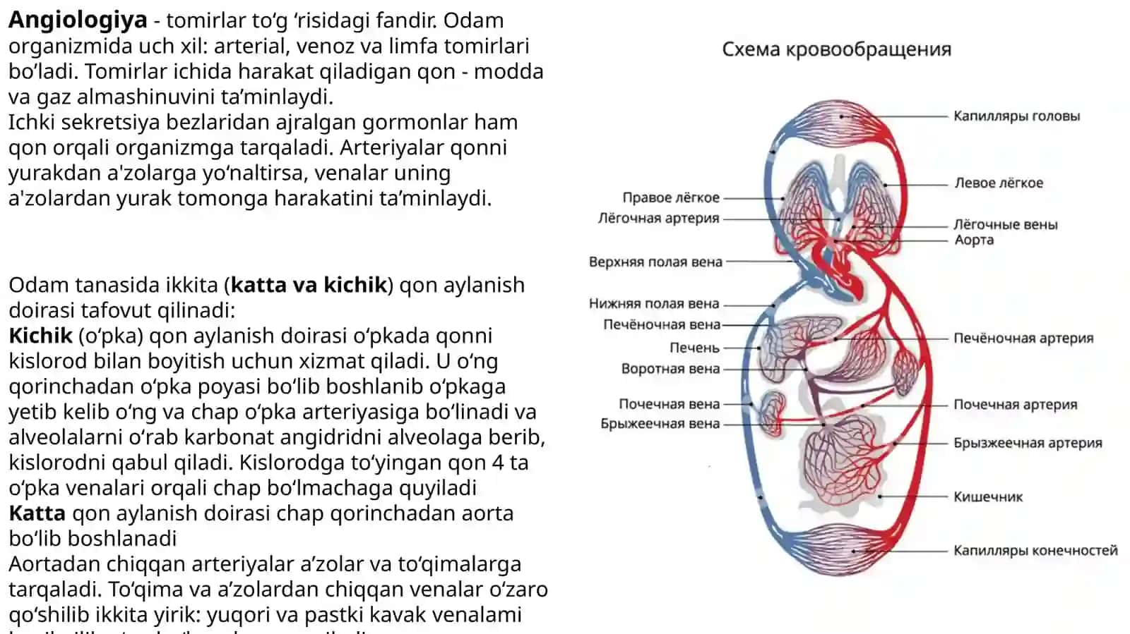 Yurak – qon tomir sistemasi. Yurak tuzilishi, yurakning oʻtkazuv sistemasi.Yurakning qon bilan ta'minlanishi. Qon aylanish doiralari 2