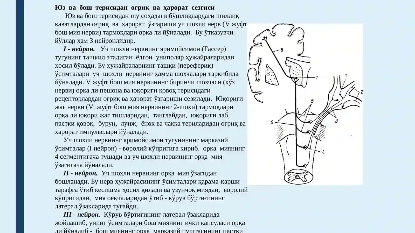 Юз ва бош терисидан оғриқ ва ҳарорат сезгиси 2