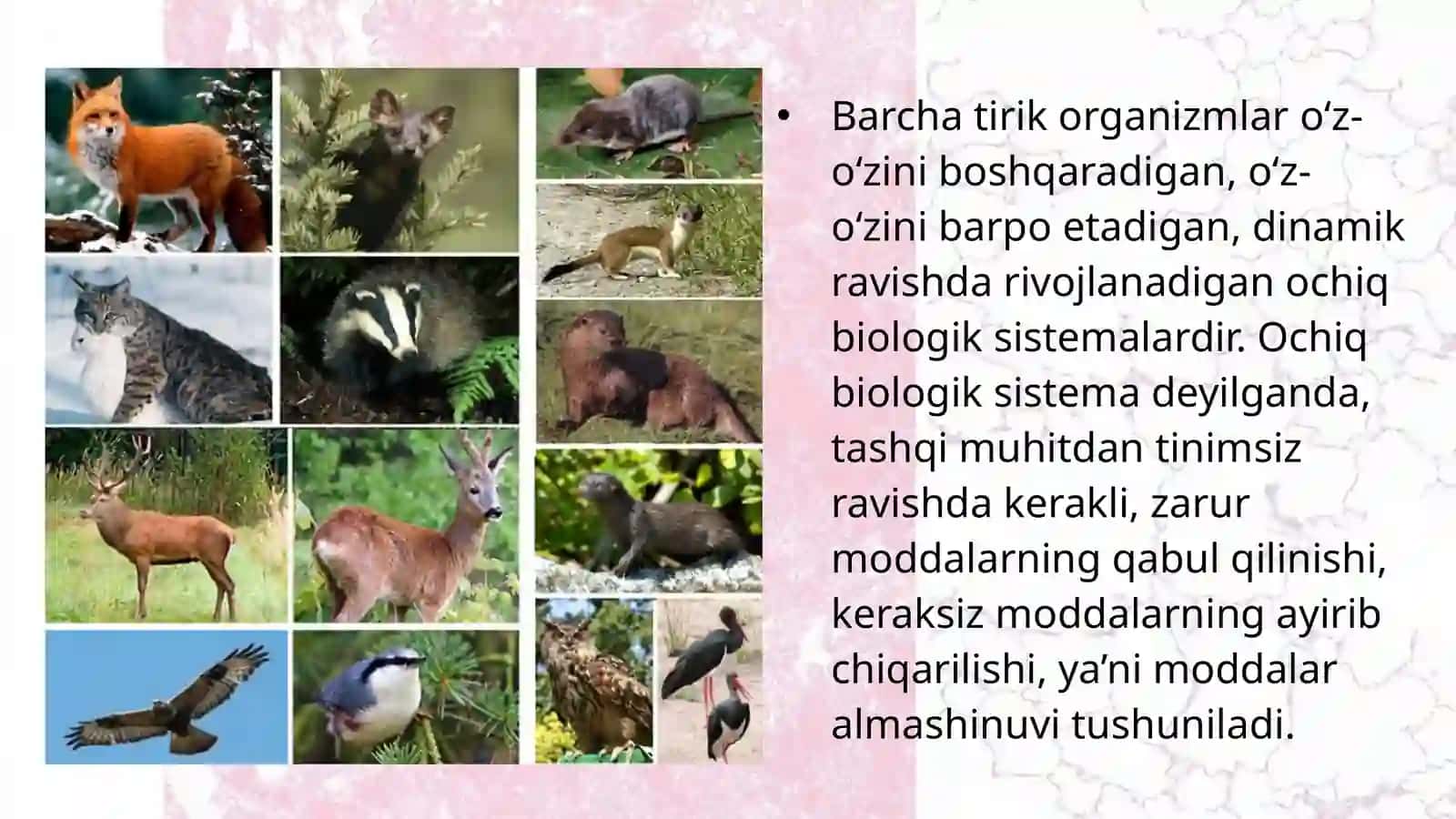 Hayvonlarning qon aylanish organlari evolutsiyasi 2