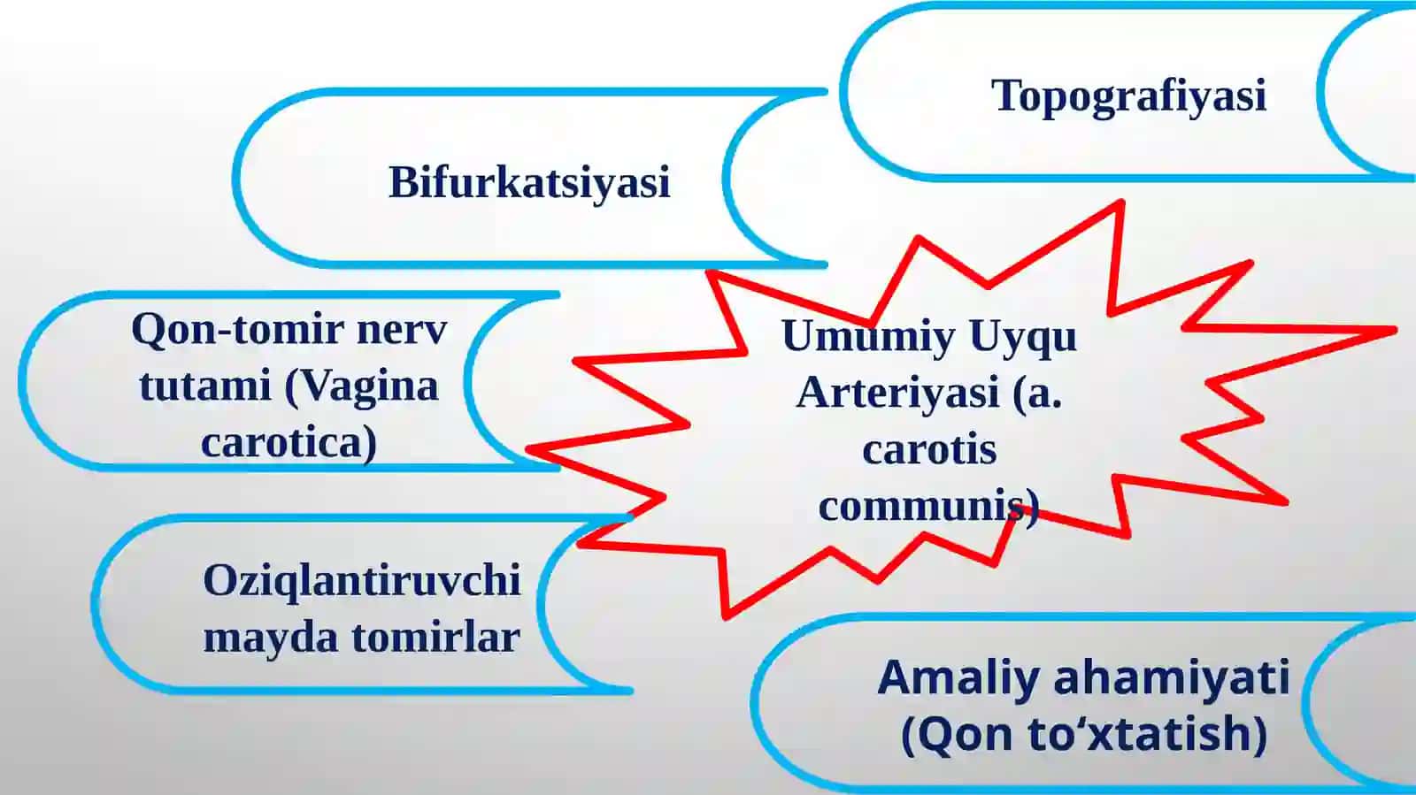 Umumiy uyqu arteriyasi Ichki uyqu arteriyasi Tashqi uyqu arteriyasi Yuz jagʻ sohasining qon bilan ta'minlanishi 2