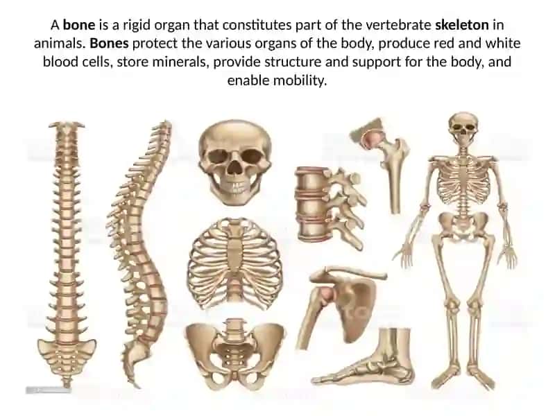 Skeleton System 2