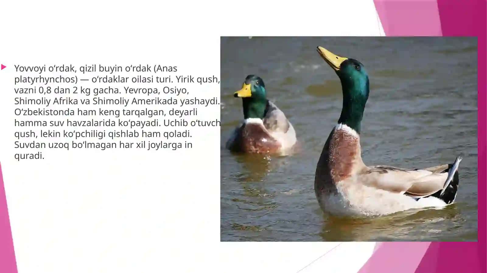 Yovvoyi oʻrdak, qizil buyin oʻrdak (Anas platyrhynchos) 2