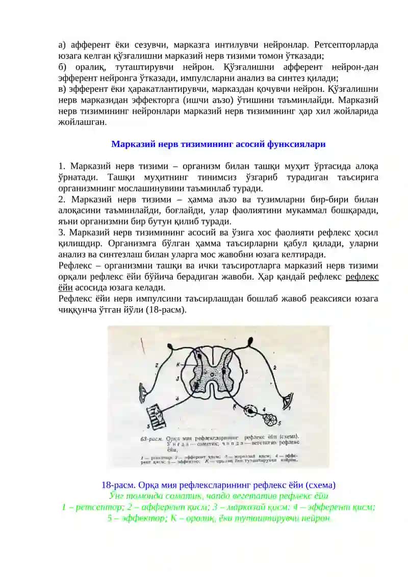 МАРКАЗИЙ НЕРВ ТИЗИМИНИНГ ФИЗИОЛОГИЯСИ 2