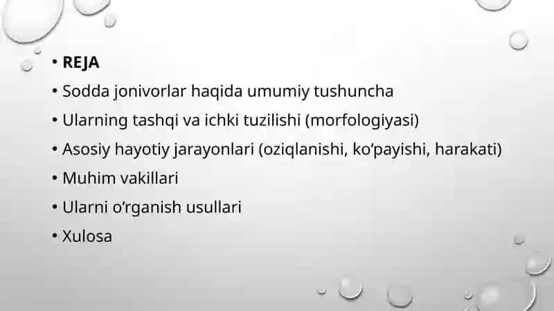 Sodda hayvonlar 2