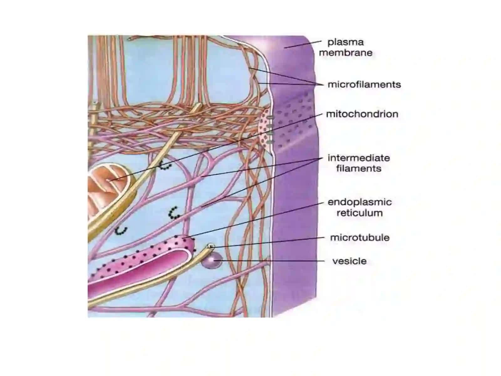 Cytoskeleton 2