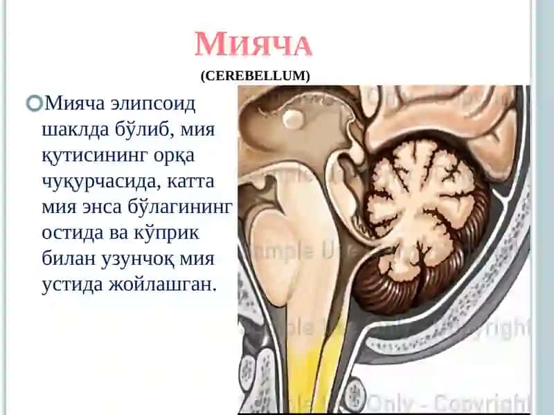 Мияча 2