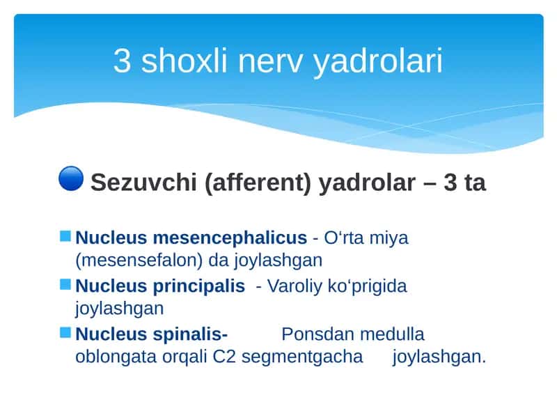 uch shoxli nerv 2