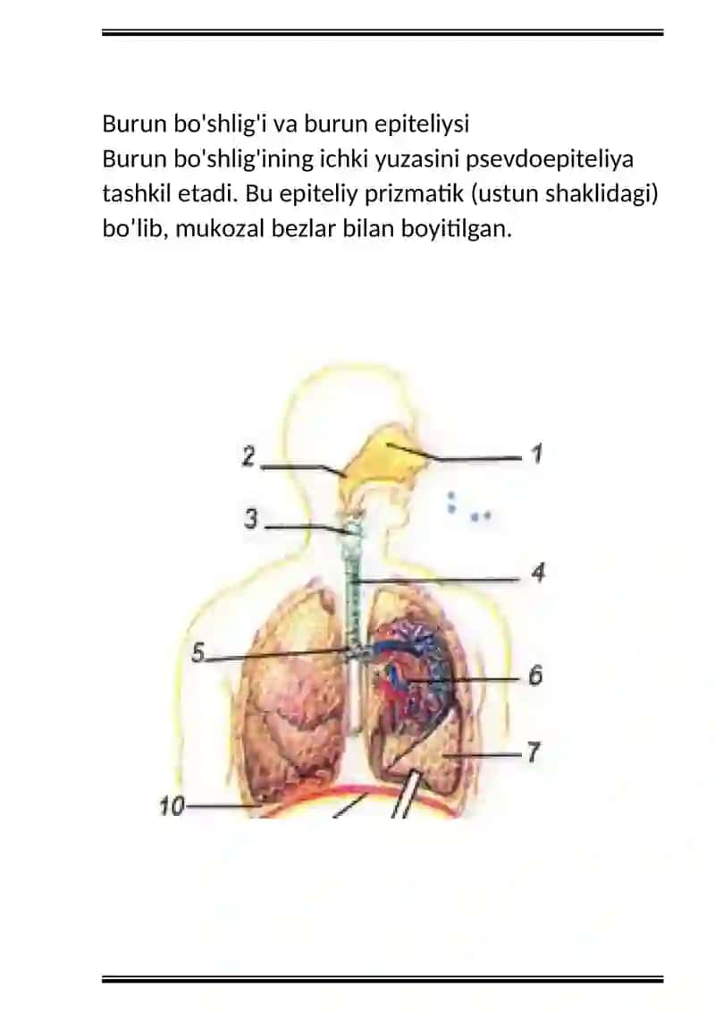 Gistologiya nafas olish sistemasi 2
