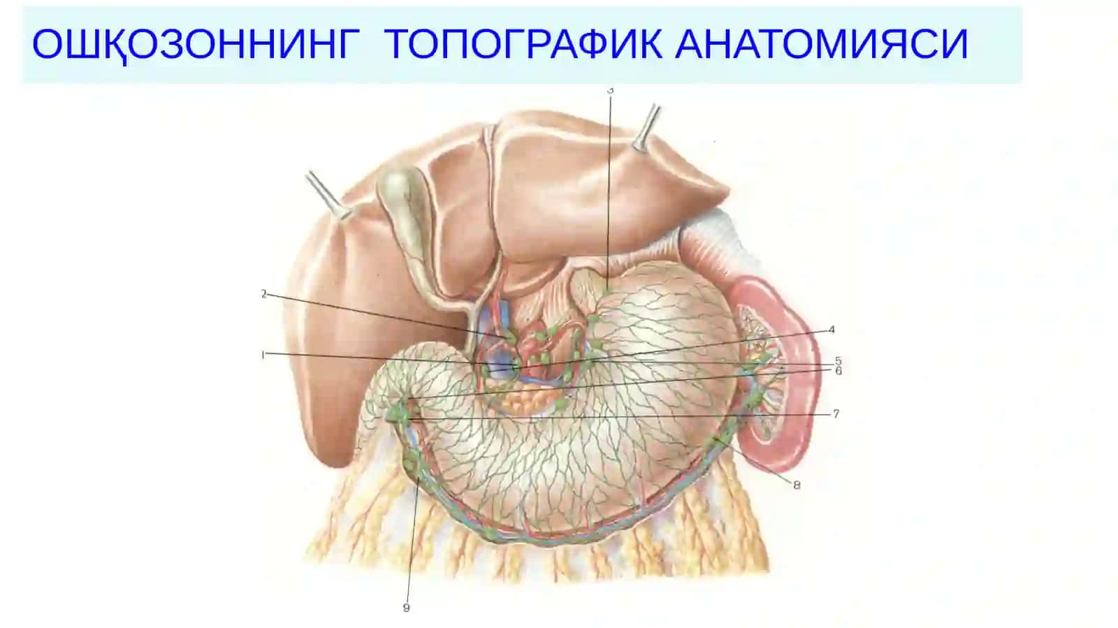 Ошқозонраки 2