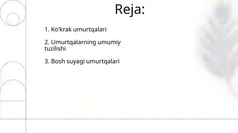 Umurtqalarning umumiy tuzilishi 2