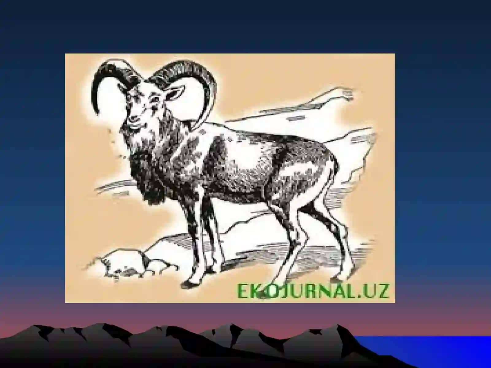 O`zbekistondagi qo`riqxonalar 2