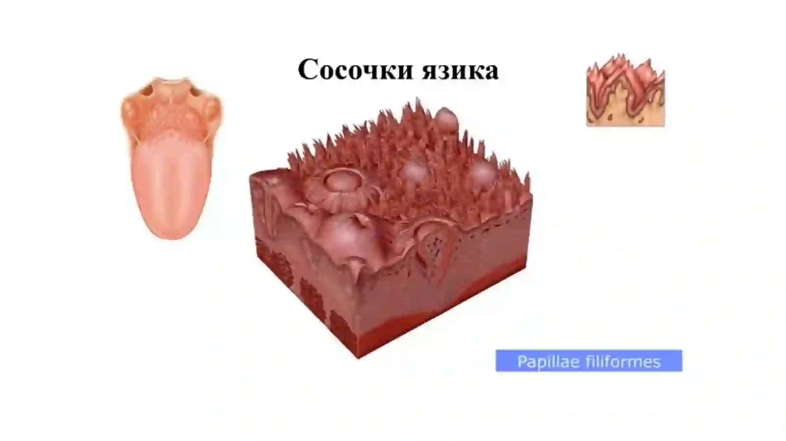 Амалий машғулот № 9Таъм сезиш анализатори 2