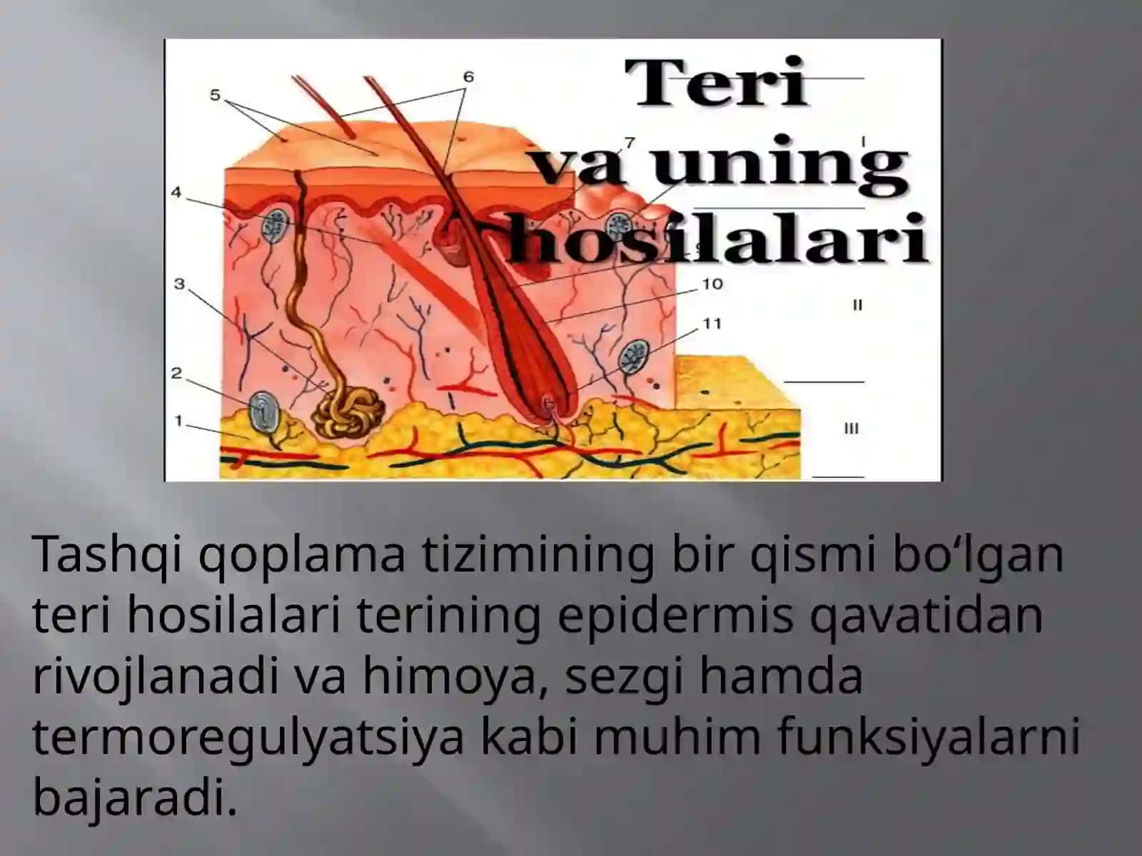 Teri va uning hosilalari 2
