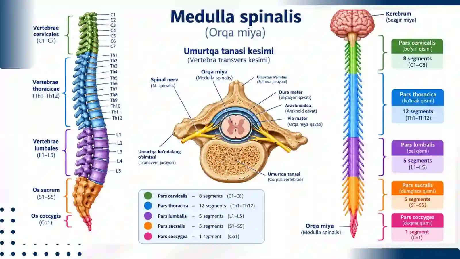 Orqa miya nervlarining hosil bo'lishi 2