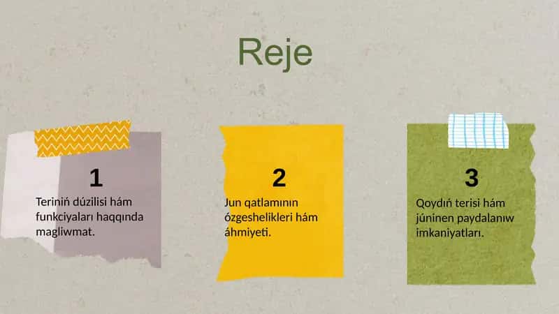 Qoy terisiniń duzilisi 2