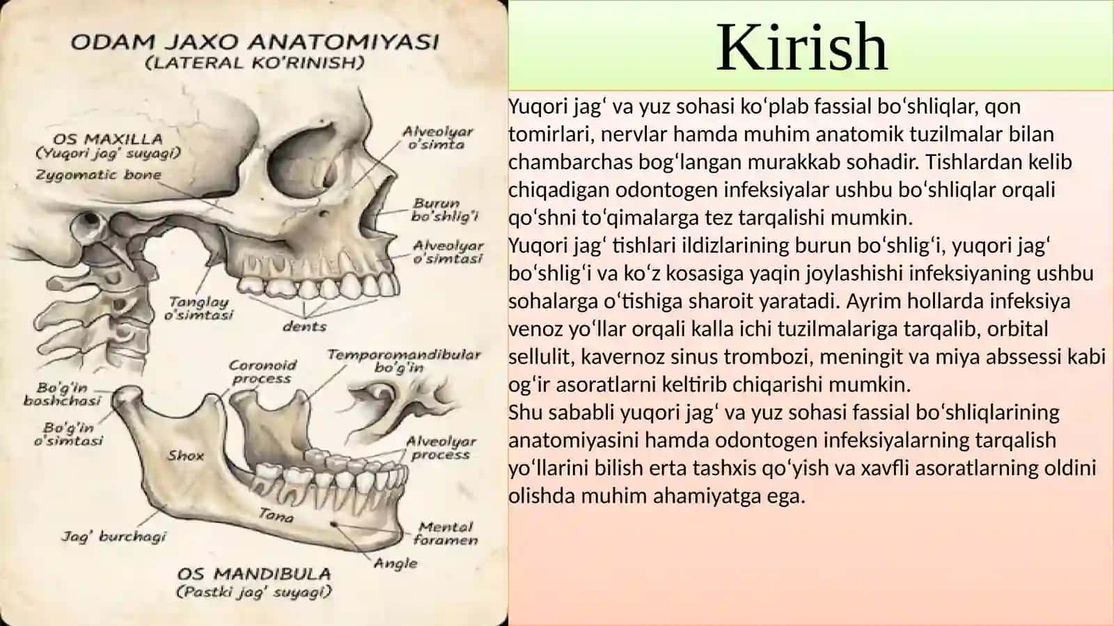 Yuqorijag‘vayuz sohasi fassial bo‘shliqlarining anatomiyasi 2