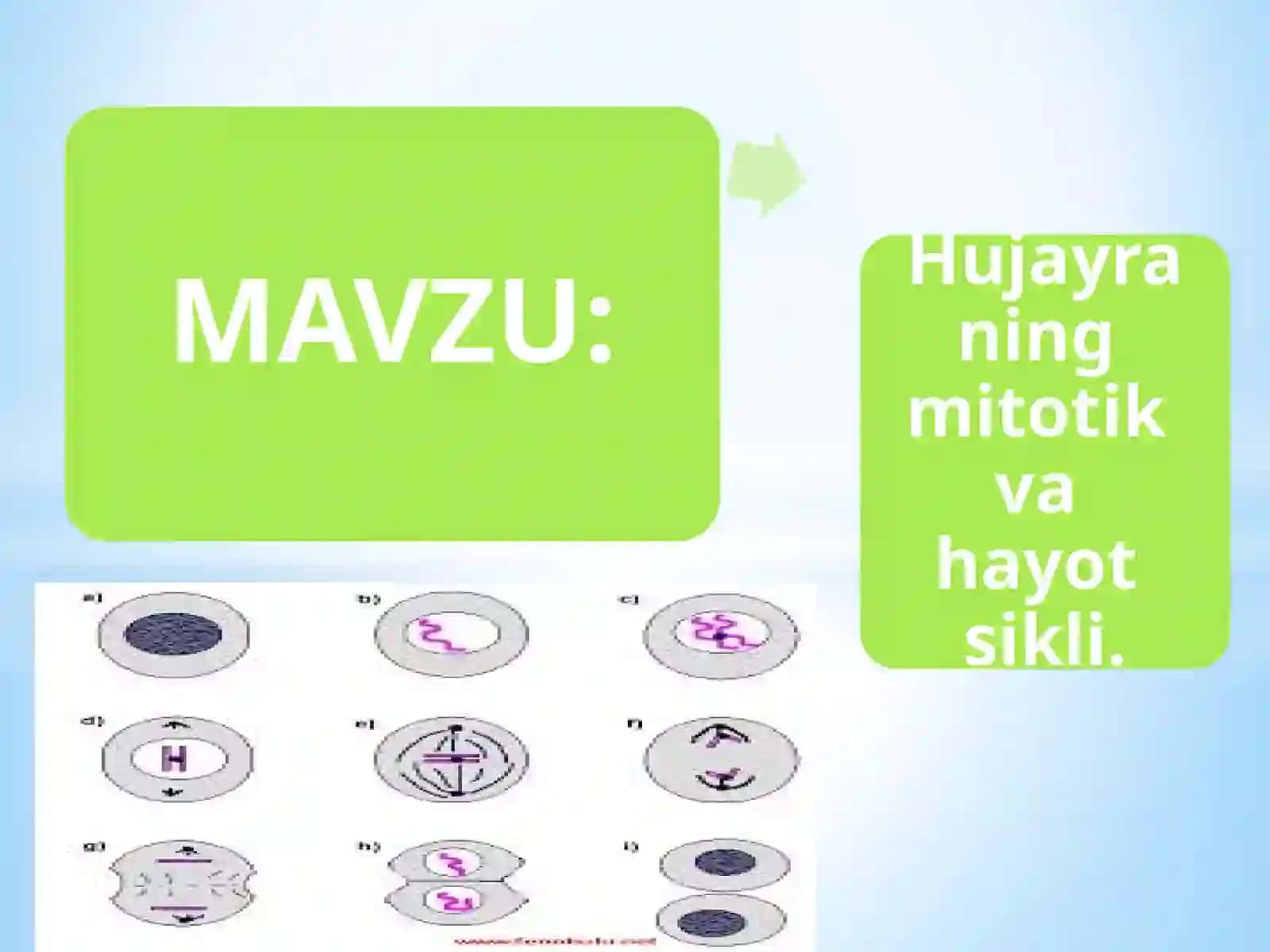 Hujayraning  mitotik  va  hayot  sikli. 2
