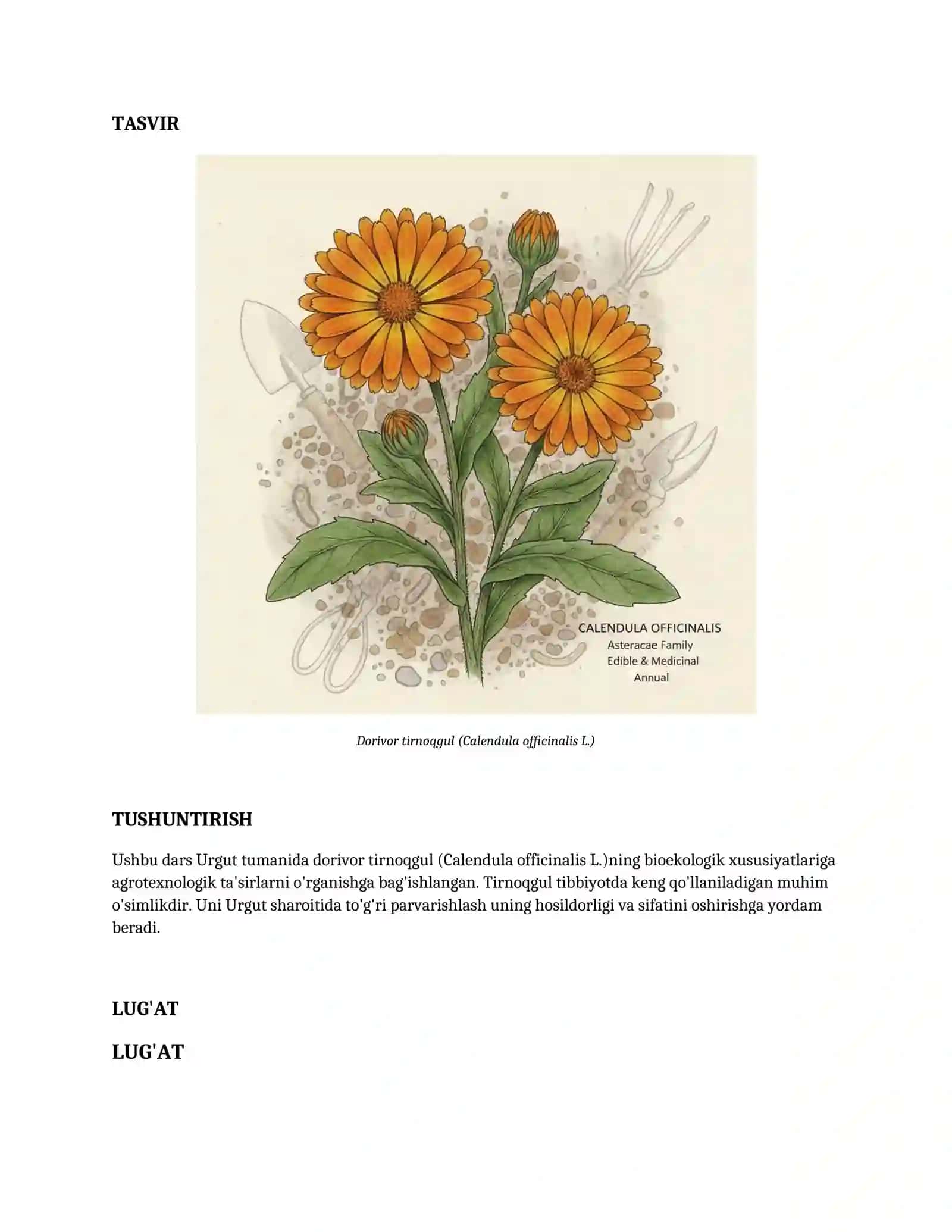 Lesson on Urgut Tumanida dorivor tirnoqgul (Calendula officinalis L.) Bioekologik xususiyatlariga agrotexnologik ta'sirlarni o'rganish. 2