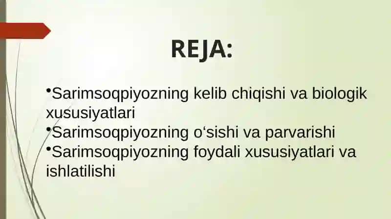 Sarimsoqpiyoz o'simligi 2