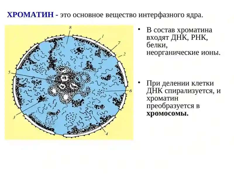 Xromosomalarning tuzulishi 2