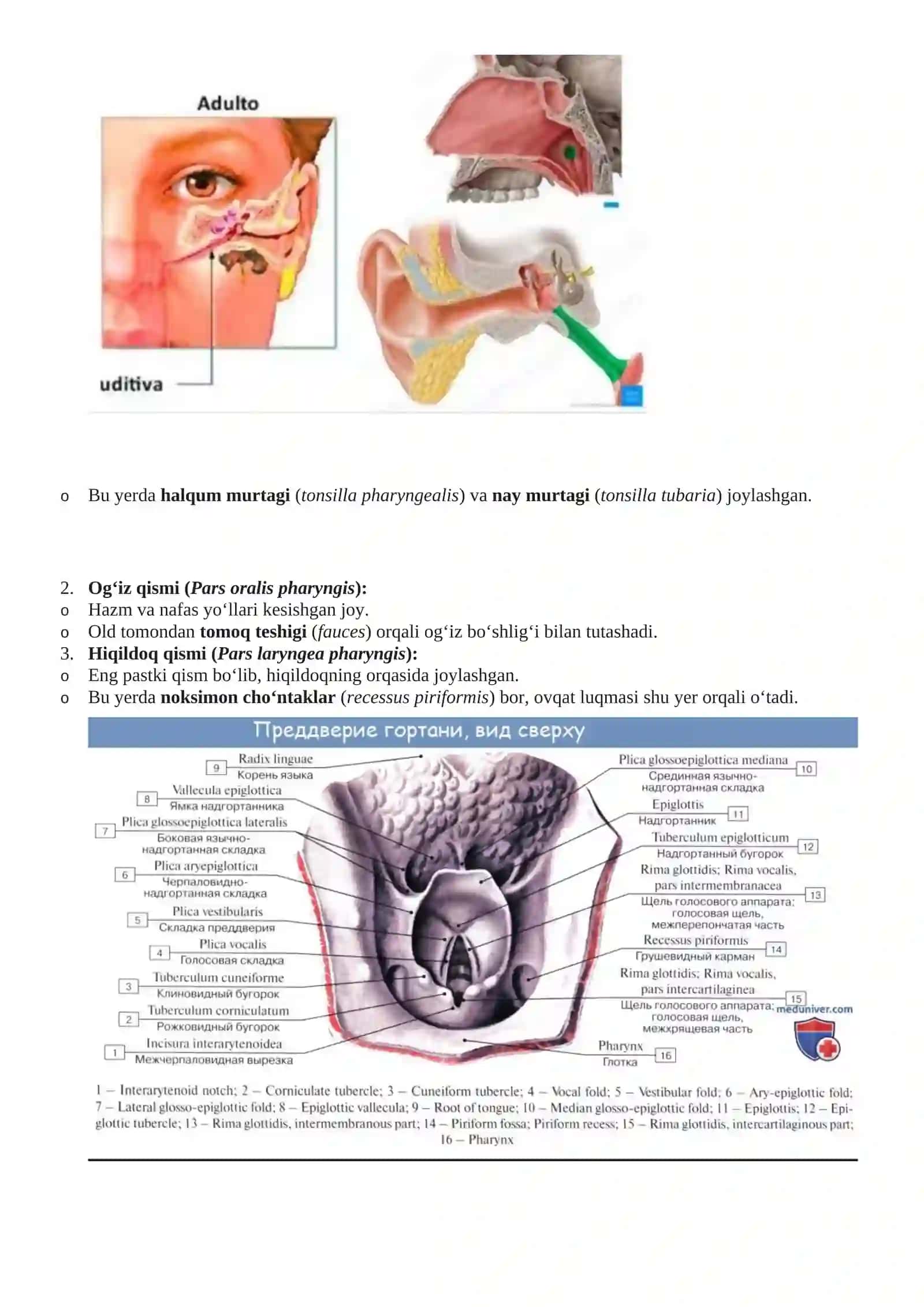 Halqum (Pharynx) 2
