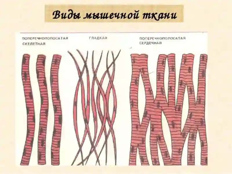 Физиология мышечной ткани 2
