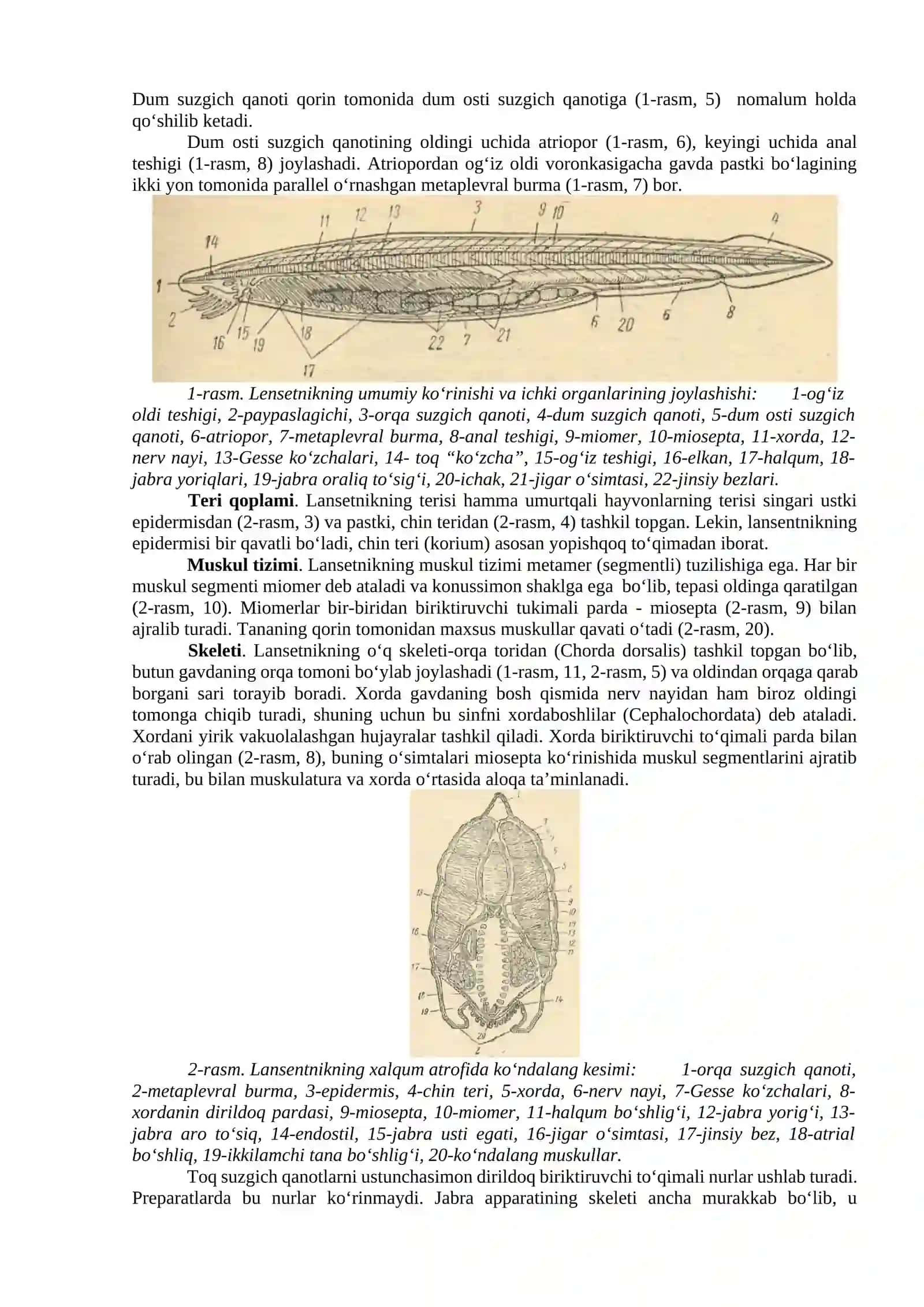 Lansetnik-Branchiostoma lanceolatum ning tashqi va ichki tuzilishi. Sistematik o’rni 2
