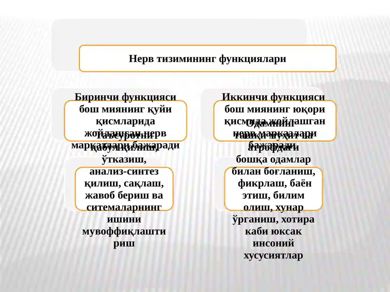 НЕРВСИСТЕМАСИ ТУЗИЛИШИВА ФИЗИОЛОГИЯСИ 2