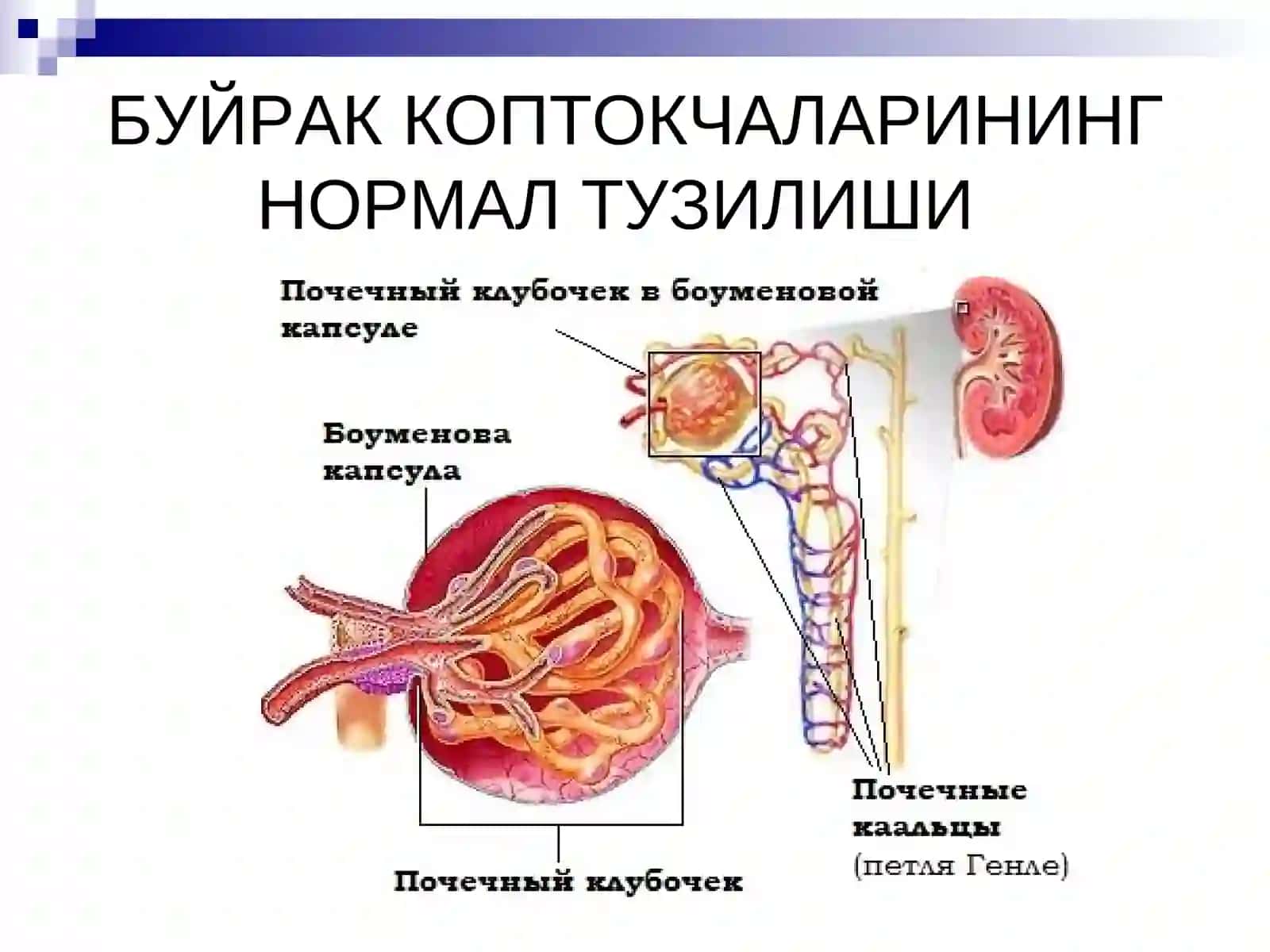 Гломерулонефри́т 2
