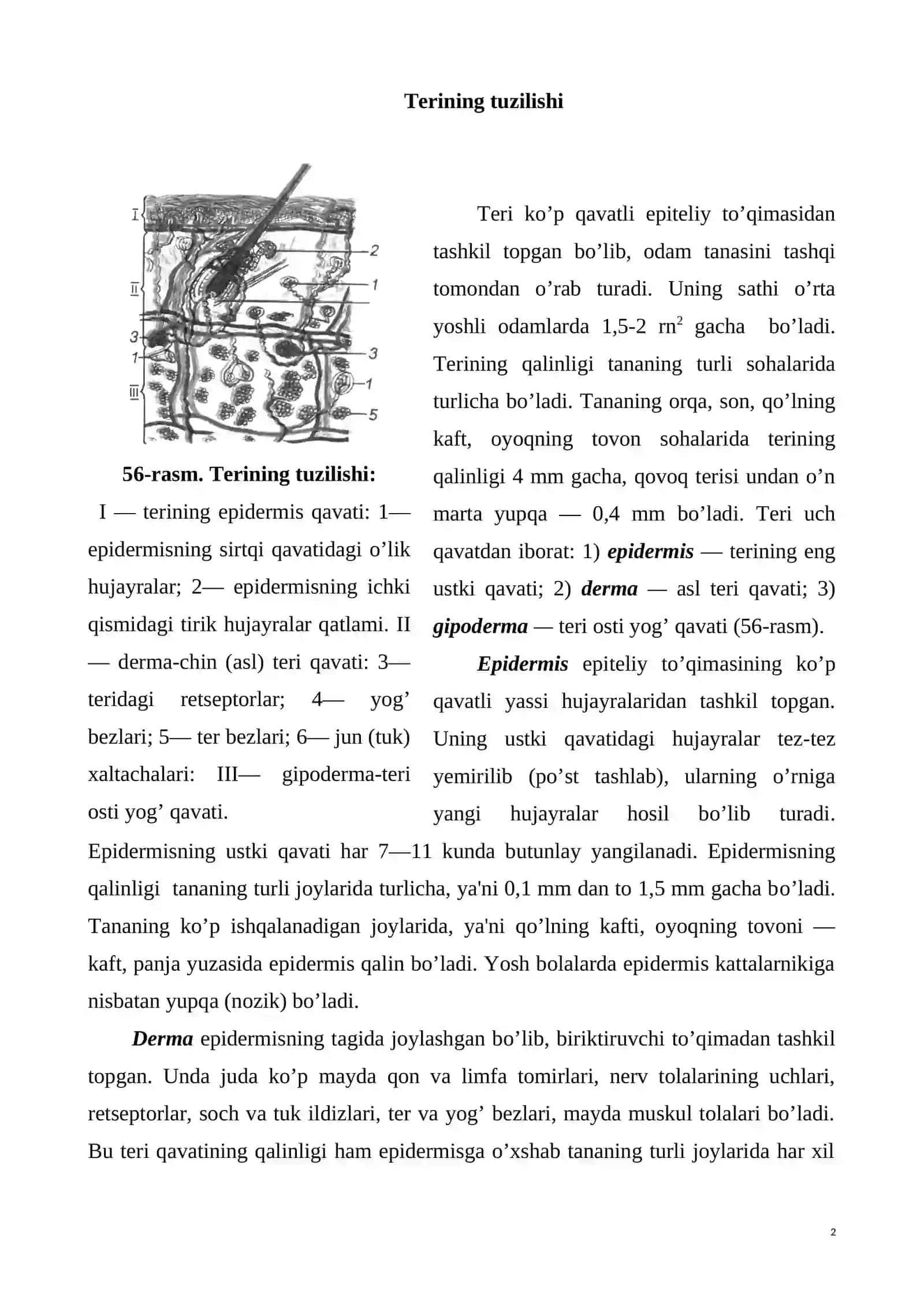 Terining tuzilishi 2