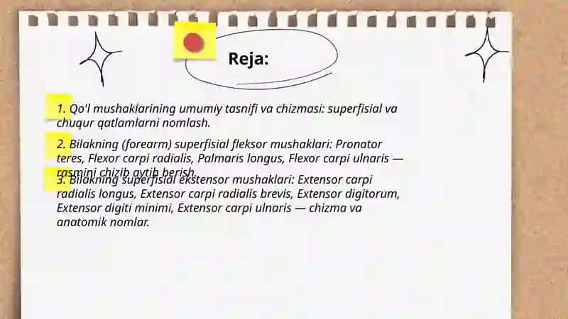 Qo'l mushaklarining anatomik nomlari va rasmini chizib aytibberish 2