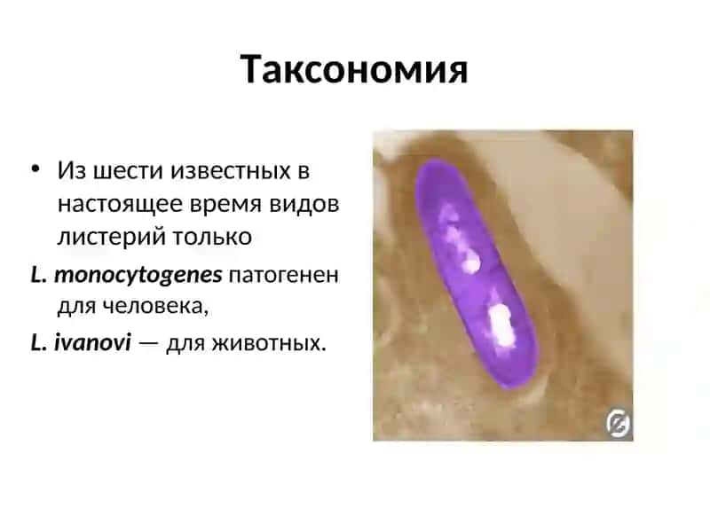 Listeria 2