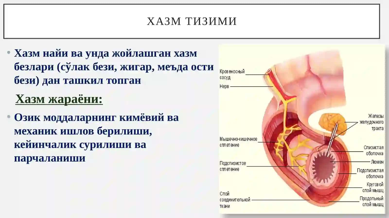 Хазмтизими:Юз-жағ ва оғиз бўшлиғи тараққиёти ва тузилиши 2