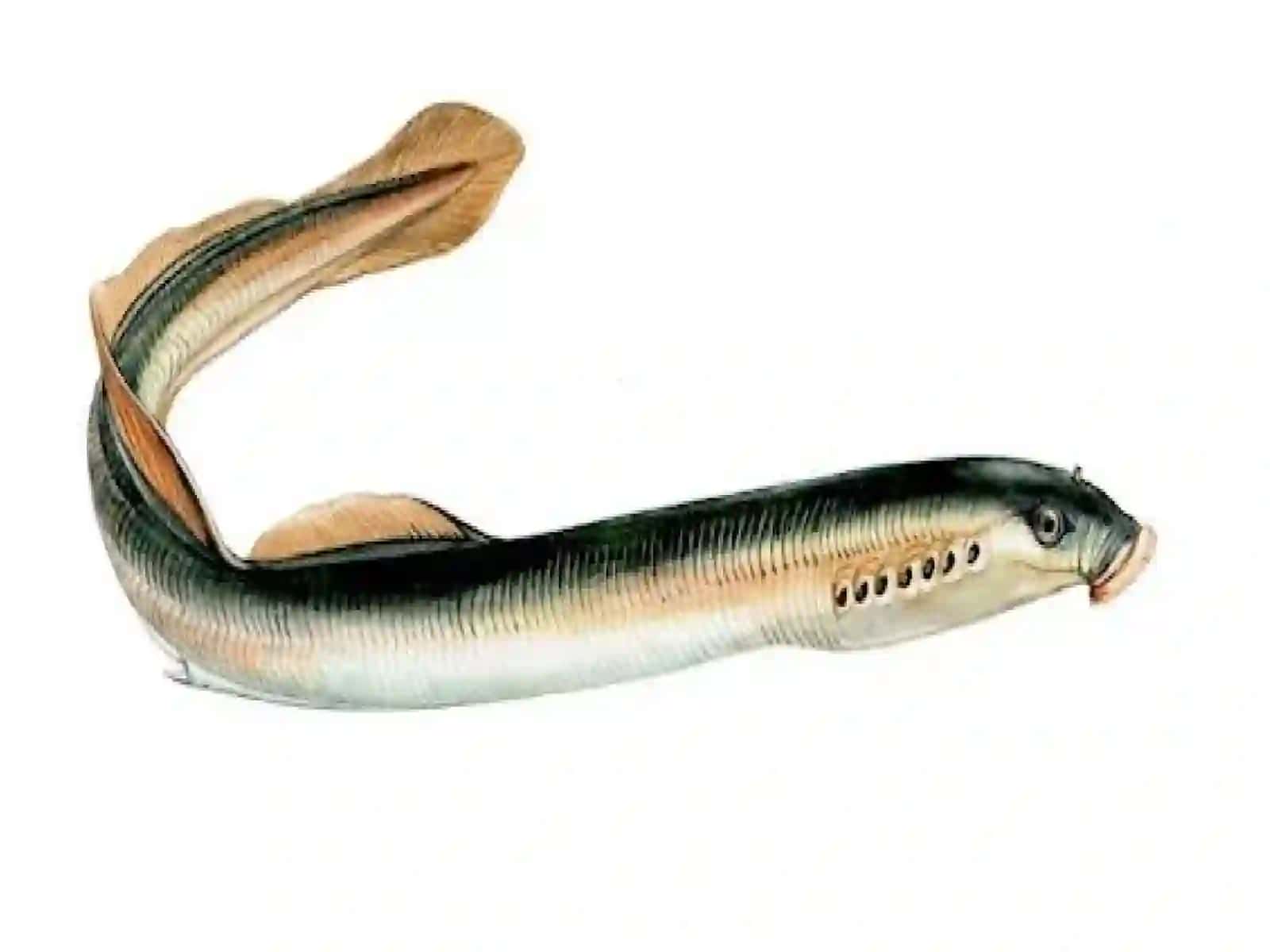 Тo’garak og’izlilar va tog`aylibaliqlar (Chondrichthyes) sinflari 2