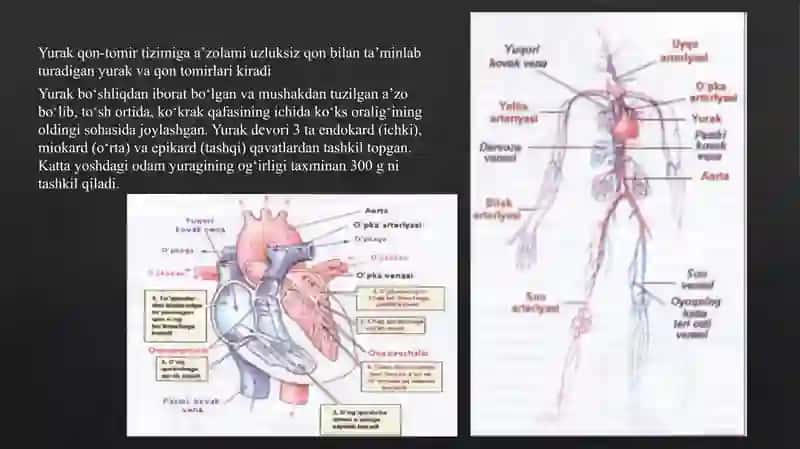 Yurak Qon Tomir Kasalliklarida Bemorlarni Tekshirish Usullari 2