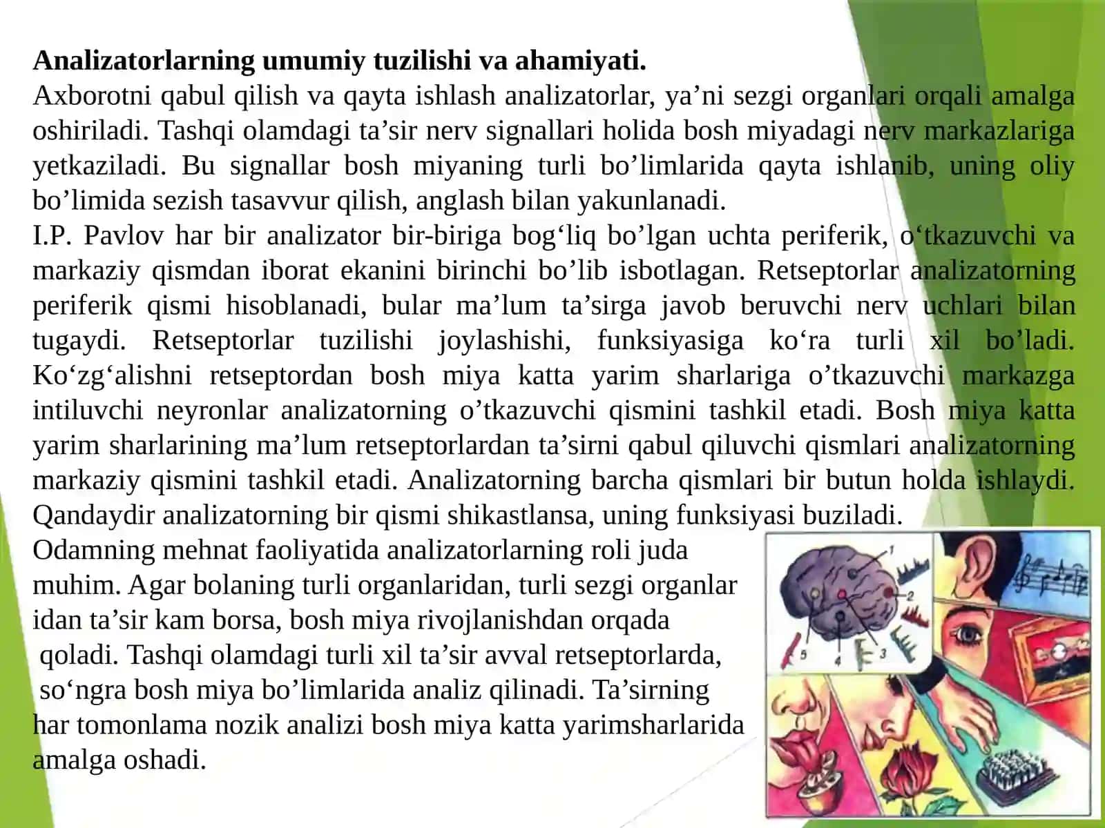 Analizatorlar fiziologiyasining yosh xususiyatlari va gigienasi 2