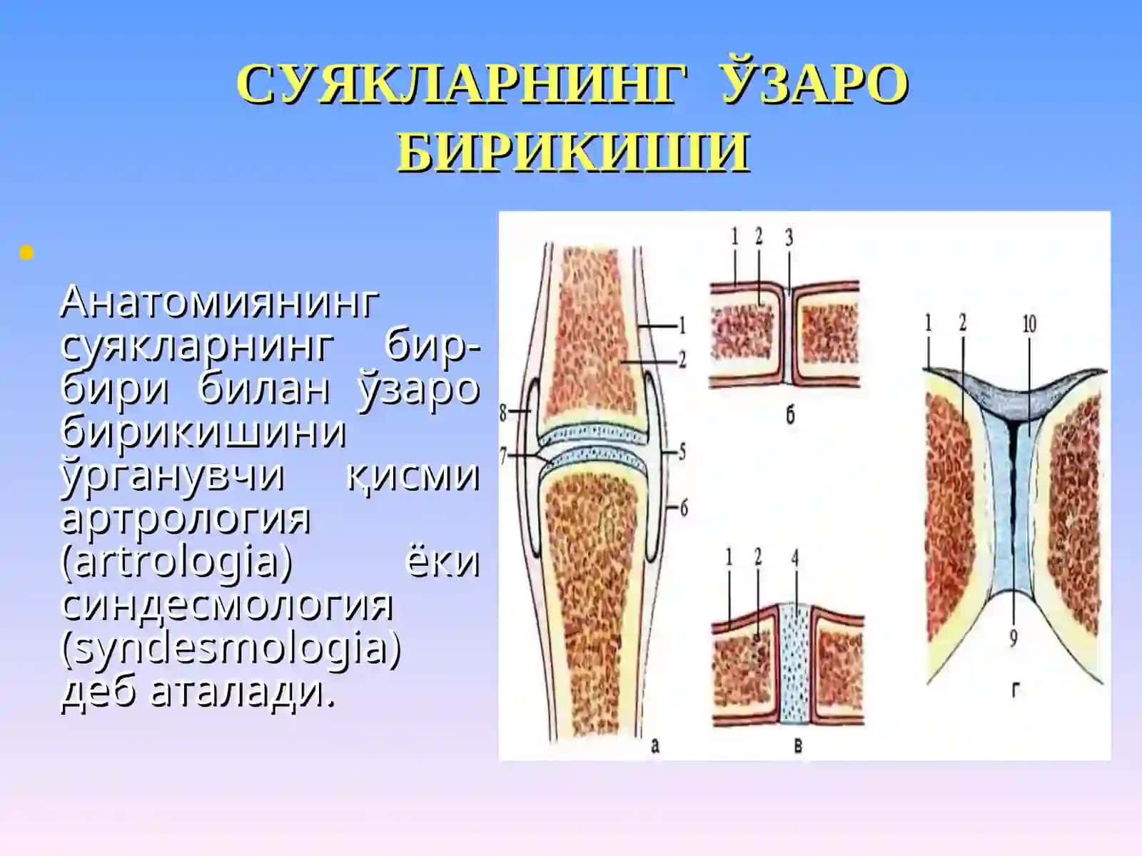 СИНДЕСМОЛОГИЯ 2