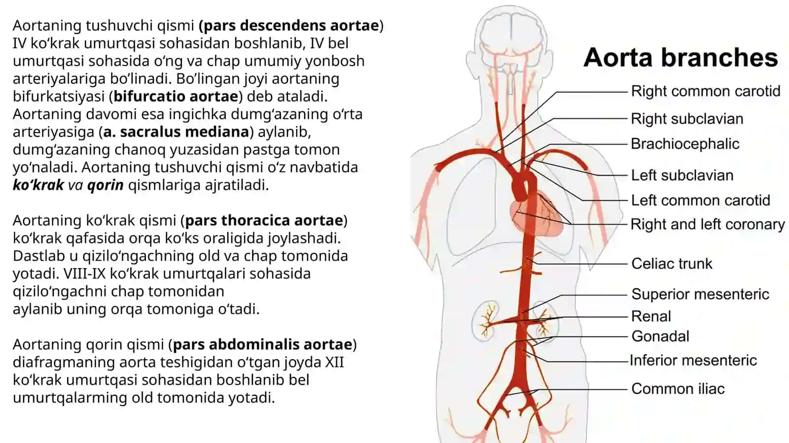 Koʻkrak aortasi va qorin aortasining tarmoqlari. Ichki a'zolarning qon bilan ta'minlanishining jarrohlikdagi ahamiyati oʻziga xoslik 2