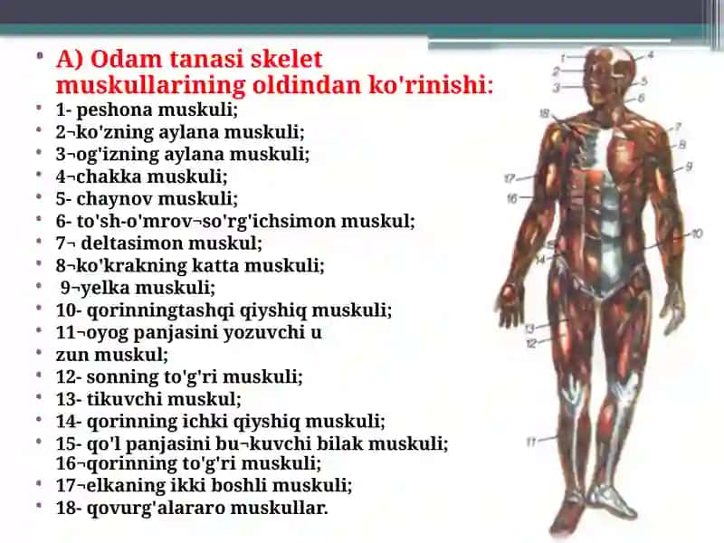 Tanamuskullari 2