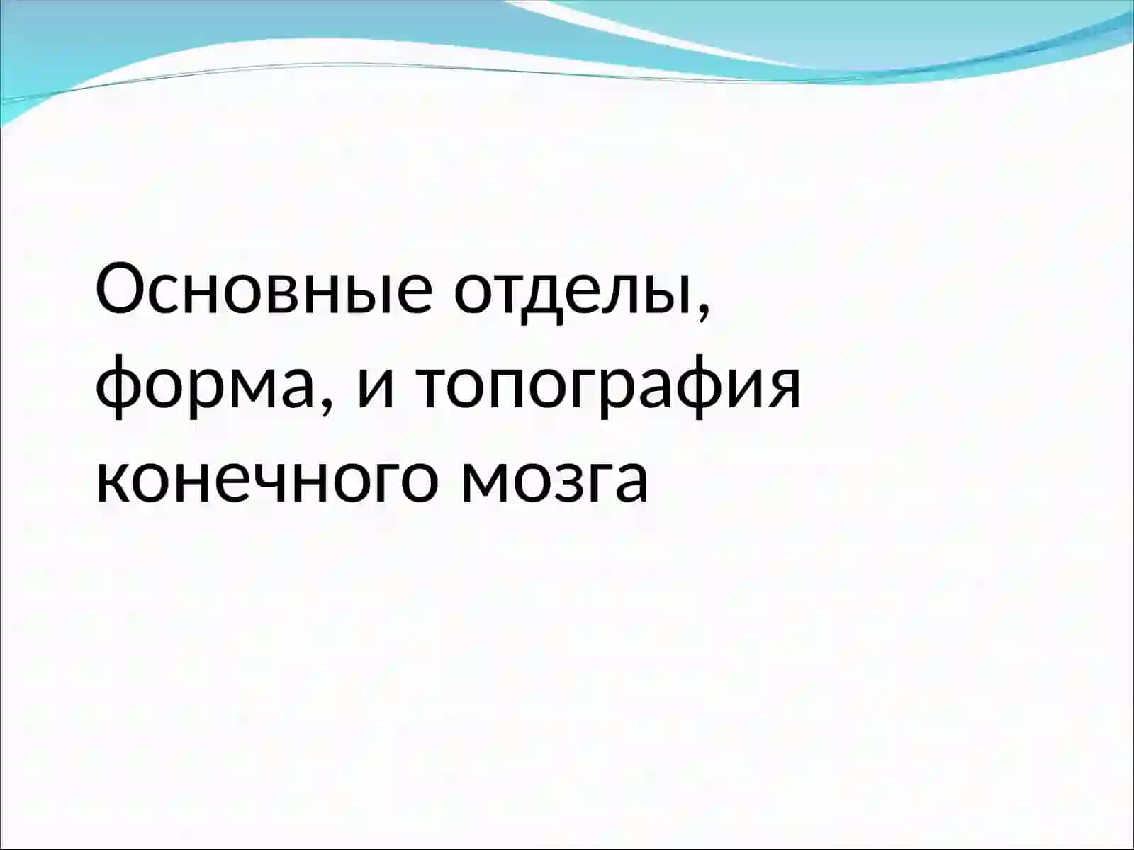 Основные отделы, форма и топография конечного мозга 2