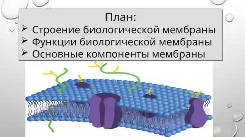 слайд,презинтация,slayd 2