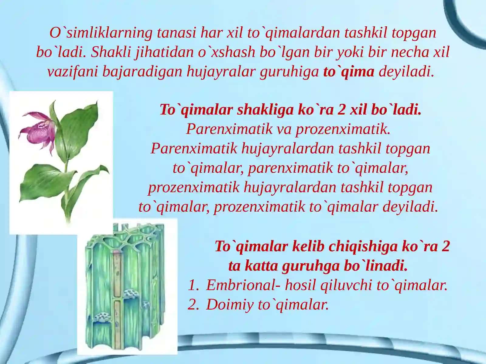 O`simliкlarning to`qimalari 2