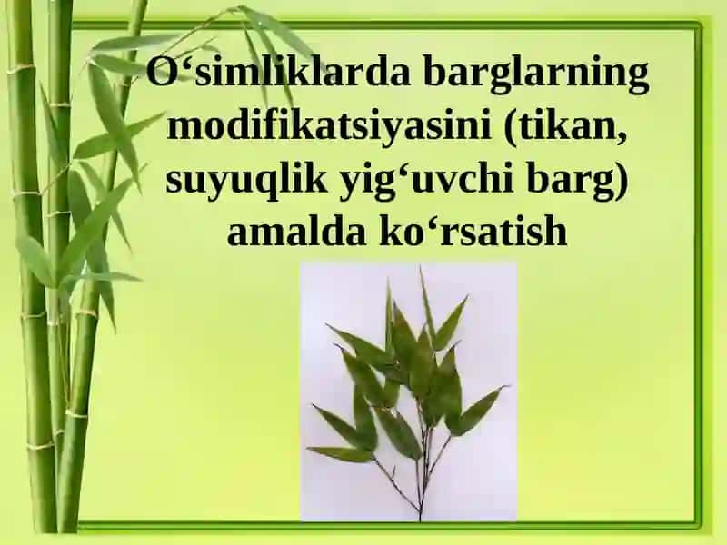Barg morfologiyasi-Folium 2