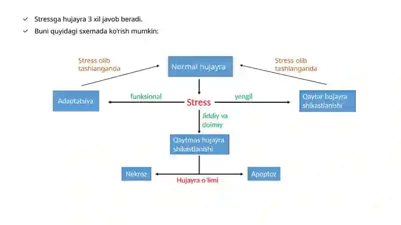 HUJAYRA SHIKASTLANISHI. STRESS. ADAPTATSIYA. APOPTOZ. NEKROZ 2